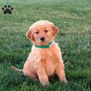 Tulip, Golden Retriever Puppy