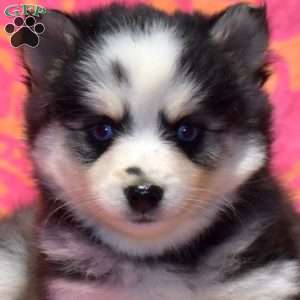 Tulip, Pomsky Puppy