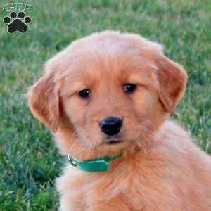 Tulip, Golden Retriever Puppy