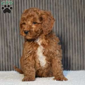 Tundra, Miniature Poodle Puppy