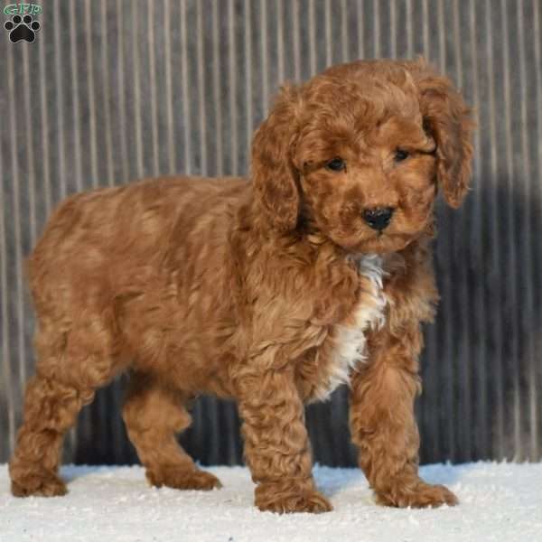 Tundra, Miniature Poodle Puppy