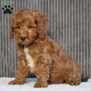 Tundra, Miniature Poodle Puppy