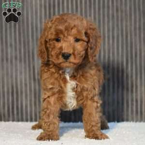 Tundra, Miniature Poodle Puppy