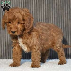 Tundra, Miniature Poodle Puppy