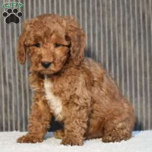 Tundra, Miniature Poodle Puppy