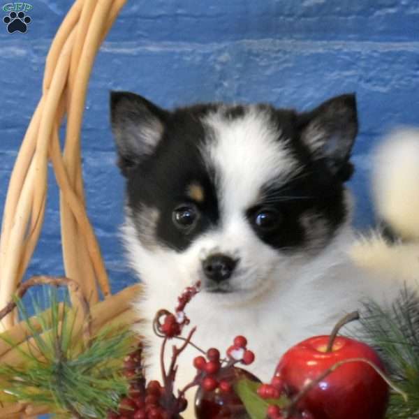 Tundra, Pomsky Puppy