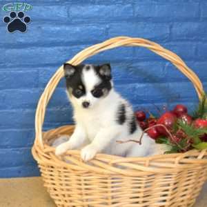 Tundra, Pomsky Puppy