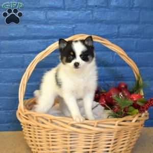 Tundra, Pomsky Puppy