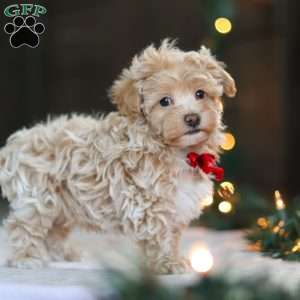 Turner, Havapoo Puppy