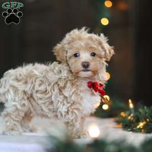 Turner, Havapoo Puppy