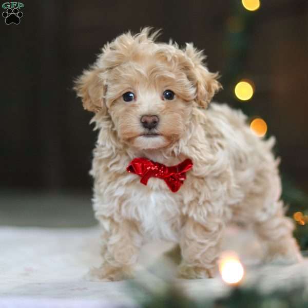 Turner, Havapoo Puppy