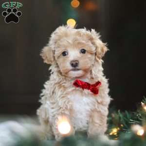 Turner, Havapoo Puppy