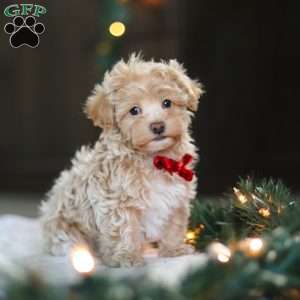 Turner, Havapoo Puppy