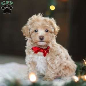 Turner, Havapoo Puppy