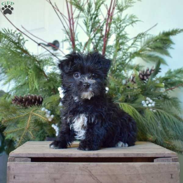 Tuxedo, Morkie / Yorktese Puppy