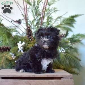 Tuxedo, Morkie / Yorktese Puppy