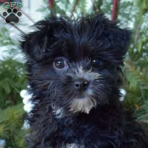 Tuxedo, Morkie / Yorktese Puppy