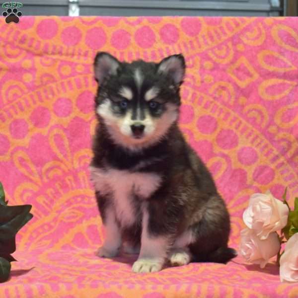 Twila, Pomsky Puppy