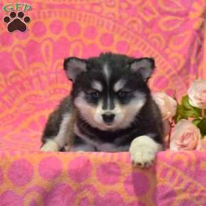 Twila, Pomsky Puppy