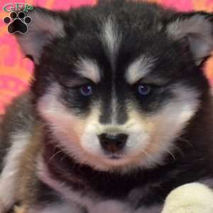 Twila, Pomsky Puppy