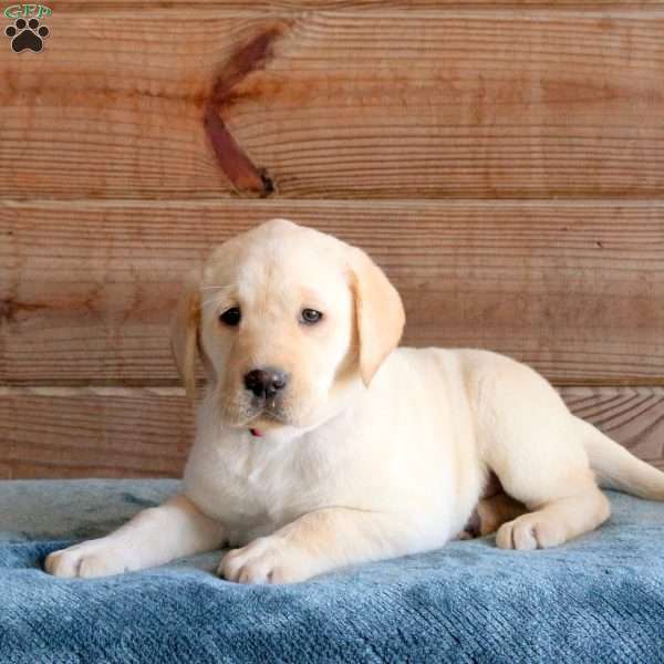 Twinkle, Yellow Labrador Retriever Puppy
