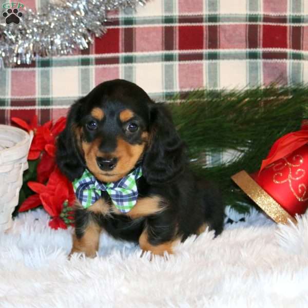 Twinkle-Mini, Dachshund Puppy
