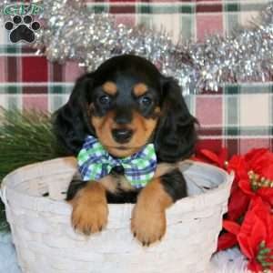 Twinkle-Mini, Dachshund Puppy