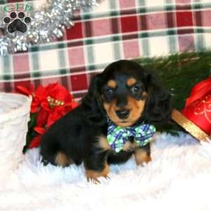 Twinkle-Mini, Dachshund Puppy