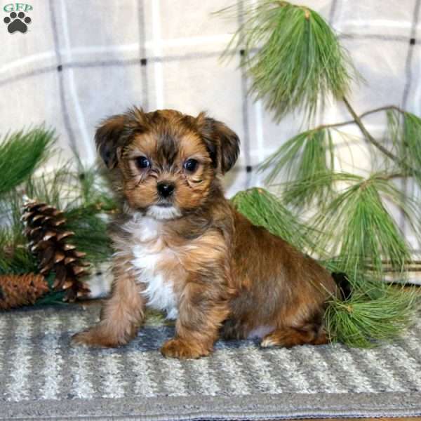 Twix, Shorkie Puppy