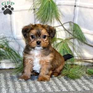 Twix, Shorkie Puppy