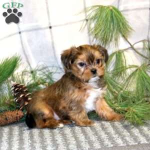 Twix, Shorkie Puppy