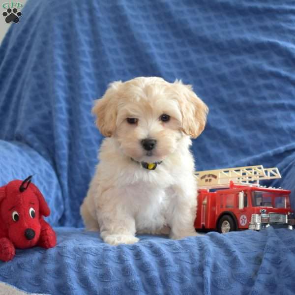 Tyler, Maltipoo Puppy