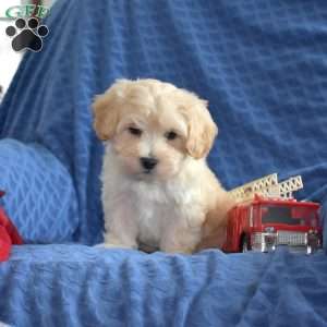 Tyler, Maltipoo Puppy