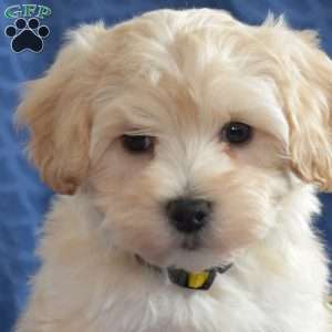 Tyler, Maltipoo Puppy