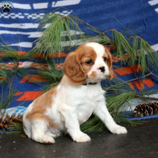 Tyler, Cavalier King Charles Spaniel Puppy