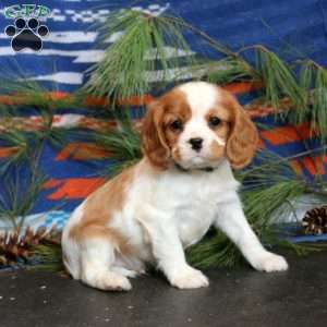 Tyler, Cavalier King Charles Spaniel Puppy