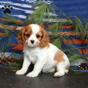 Tyler, Cavalier King Charles Spaniel Puppy