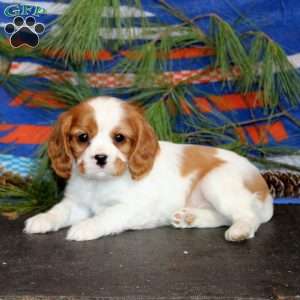 Tyler, Cavalier King Charles Spaniel Puppy