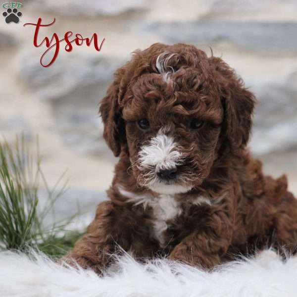 Tyson, Toy Poodle Puppy