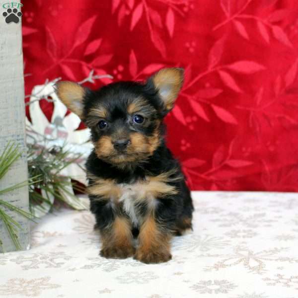 Valerie, Yorkie Puppy