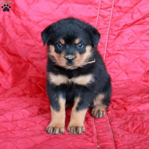 Valerie, Rottweiler Puppy