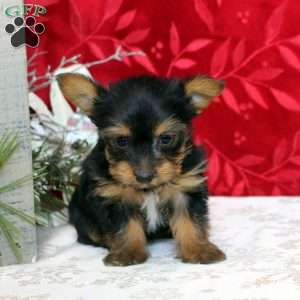 Valerie, Yorkie Puppy