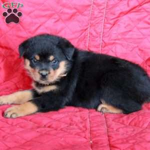 Valerie, Rottweiler Puppy