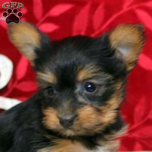Valerie, Yorkie Puppy