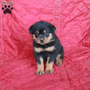 Valerie, Rottweiler Puppy