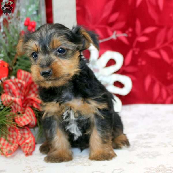 Valor, Yorkie Puppy