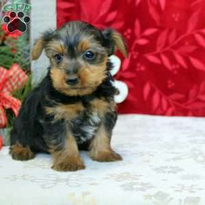 Valor, Yorkie Puppy