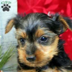 Valor, Yorkie Puppy
