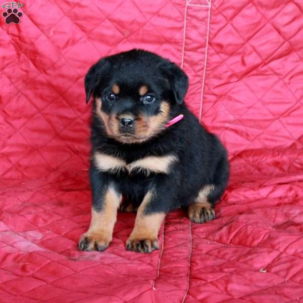 Vanessa, Rottweiler Puppy