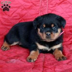 Vanessa, Rottweiler Puppy